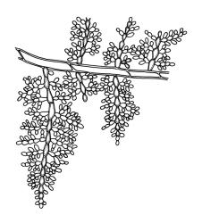 Calomnion complanatum, protonema with bipinnate chlorophyllose branches. Drawn from J.H. Tisdall 655, CHR 433015.
 Image: R.C. Wagstaff © Landcare Research 2016 